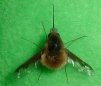 Bombylius major-1 