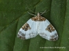 Plemyria rubiginata   Blue-bordered Carpet 4 Copyright: Graham Ekins