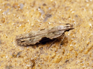 Hypatima rhomboidella 1 Copyright: Ben Sale