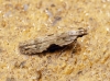 Hypatima rhomboidella 1 Copyright: Ben Sale