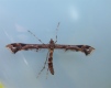 Amblyptilia acanthadactyla Copyright: Martyn Everett