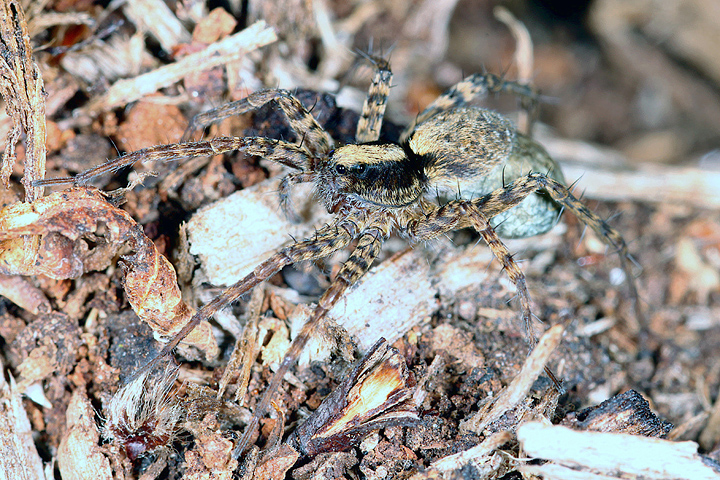 Pardosa  - female2 (8 May 2011) Copyright: Leslie Butler