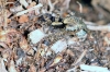 Pardosa  - female2 (8 May 2011) 