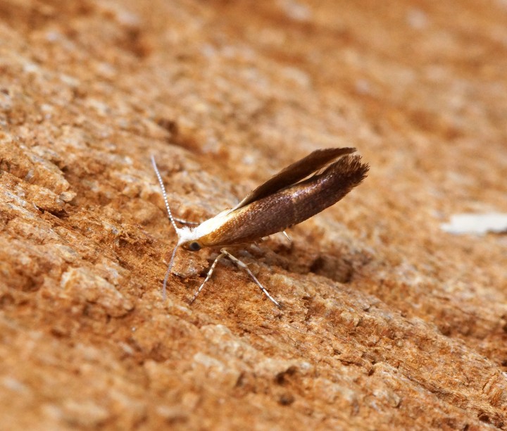 Argyresthia albistria Copyright: Ben Sale