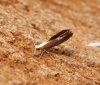 Argyresthia albistria