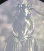 Agonum emarginatum pronotum
