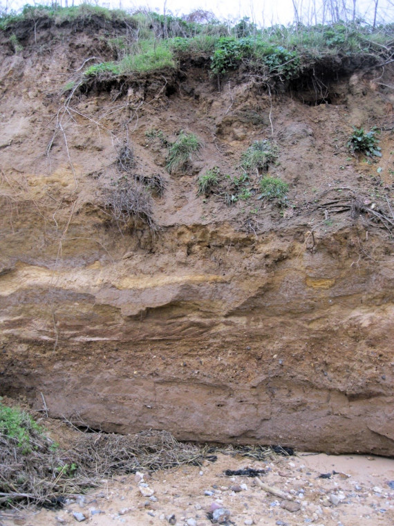 Wrabness Cliif Brickearth 210 000 years old Copyright: William George
