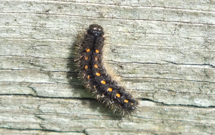 Scarce Footman Caterpillar Copyright: Peter Pearson