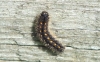 Scarce Footman Caterpillar 
