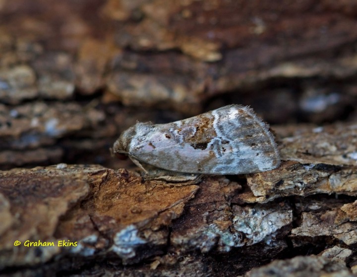 Rosy Marbled Elaphria venustula 1 Copyright: Graham Ekins