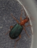 Brachinus crepitans 2