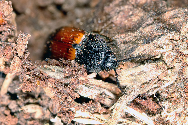 Ampedus balteatus (1 May 2011) Copyright: Leslie Butler