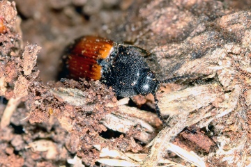 Ampedus balteatus (1 May 2011) Copyright: Leslie Butler