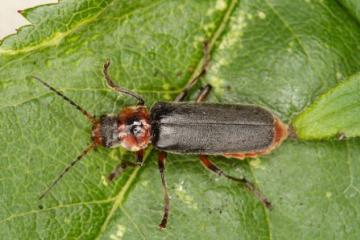 Cantharis rustica Copyright: Peter Harvey