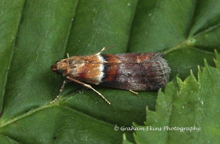 Acrobasis repandana Copyright: Graham Ekins