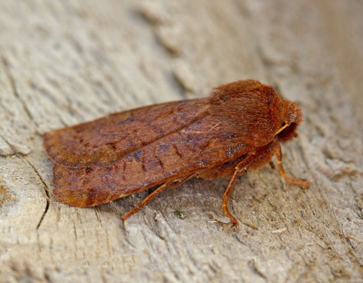 Chestnut   Conistra vaccinii Copyright: Graham Ekins