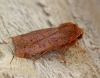 Chestnut   Conistra vaccinii Copyright: Graham Ekins