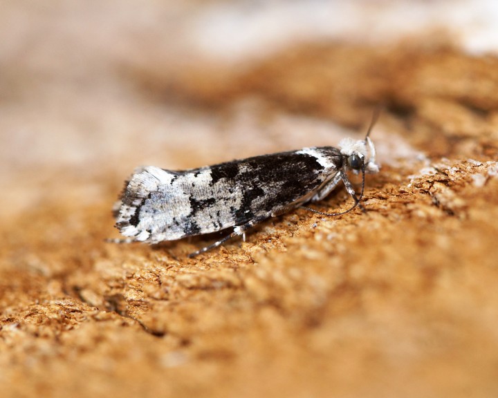 Ypsolopha sequella 3 Copyright: Ben Sale