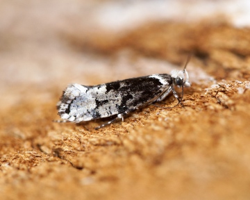 Ypsolopha sequella 3 Copyright: Ben Sale