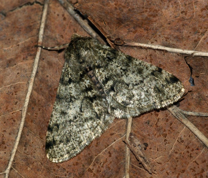 Pale Brindled Beauty 2 Copyright: Ben Sale