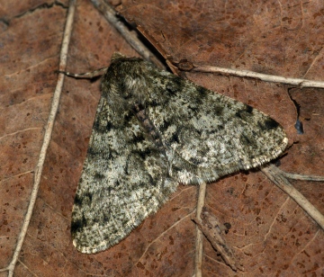 Pale Brindled Beauty 2 Copyright: Ben Sale