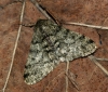 Pale Brindled Beauty 2