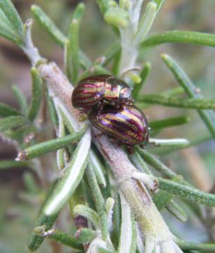 Rosemary Beetles Copyright: Martyn Everett