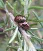 Rosemary Beetles 