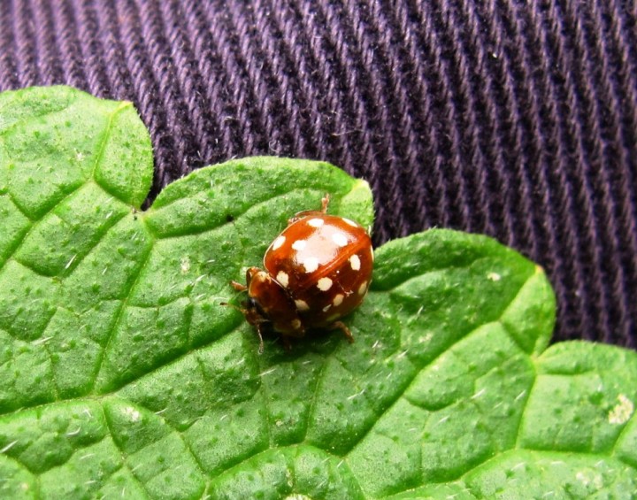 Cream Spot Ladybird Copyright: Graham Smith