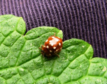 Cream Spot Ladybird Copyright: Graham Smith