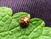 Cream Spot Ladybird 