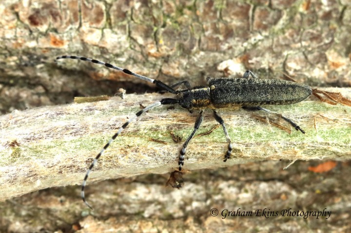 Agapanthia villosoviridescens (Longhorn Beetle) Copyright: Graham Ekins