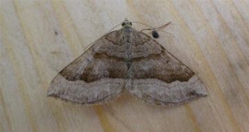 Shaded Broad Bar. Copyright: Stephen Rolls