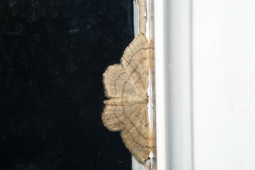 Riband Wave ab. remutata Copyright: Ben Sale