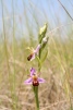 Ophrys apifera 