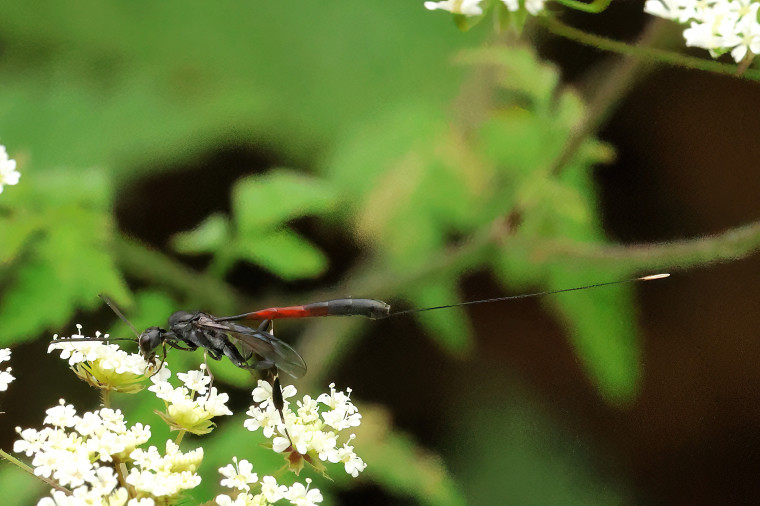 Carrot Wasp (Gasteruptiidae sp) 1 Copyright: Ken Hudgell