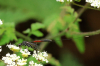 Carrot Wasp (Gasteruptiidae sp) 1 