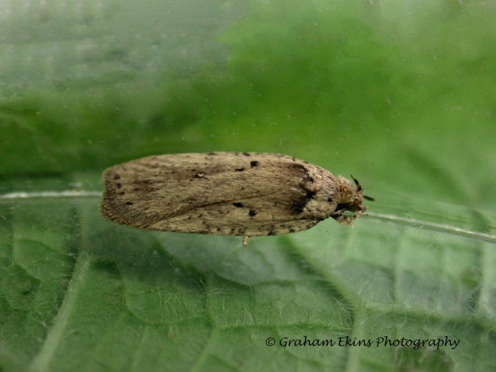 Agonopterix yeatiana Copyright: Graham Ekins