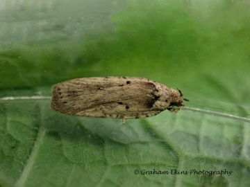 Agonopterix yeatiana Copyright: Graham Ekins