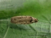 Agonopterix yeatiana