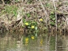 Lesser celendine 