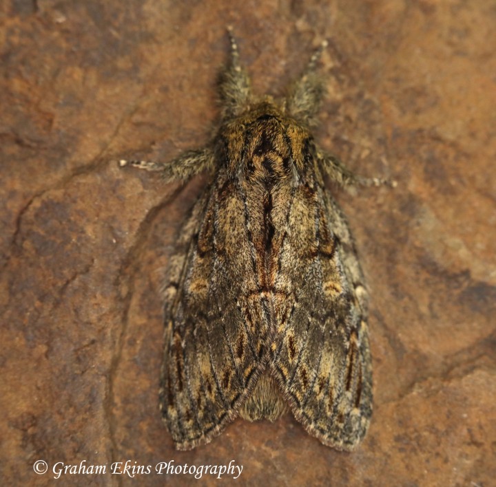 Great Prominent   Peridea anceps Copyright: Graham Ekins