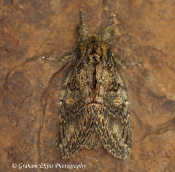 Great Prominent   Peridea anceps Copyright: Graham Ekins