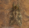 Great Prominent   Peridea anceps 