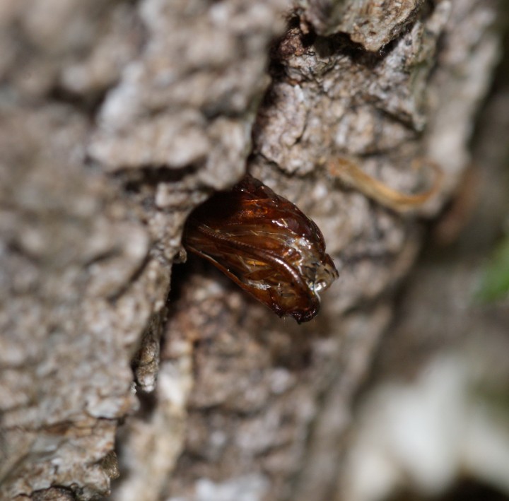 exuvia in situ - Oak stump Copyright: Robert Smith