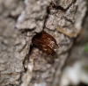 exuvia in situ - Oak stump 