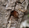 exuvia in situ - Oak stump