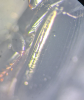 Amara convexior punctures Copyright: Robert Smith