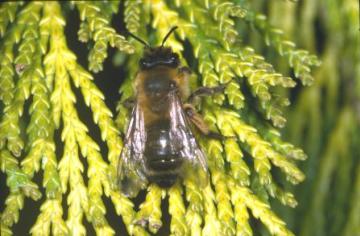 Andrena nigroaenea