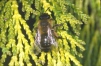 Andrena nigroaenea Copyright: Peter Harvey